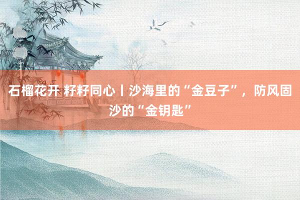 石榴花开 籽籽同心丨沙海里的“金豆子”,防风固沙的“金钥匙”